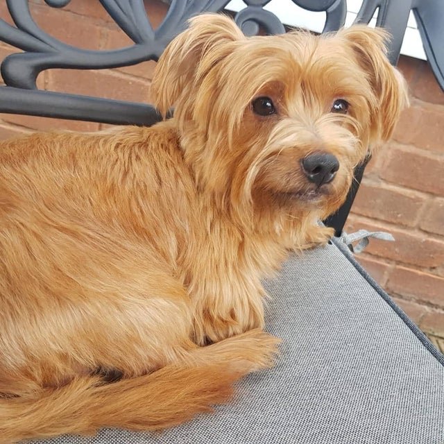 Jack Russell Terrier Yorkie Mix